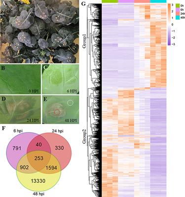 Transcriptome Analysis Reveals the Complex Molecular Mechanisms of Brassica napus–Sclerotinia sclerotiorum Interactions